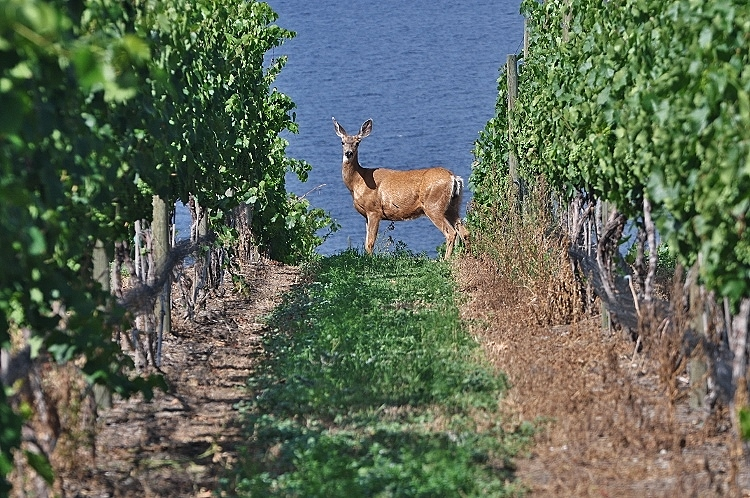 deer in wine vineyards